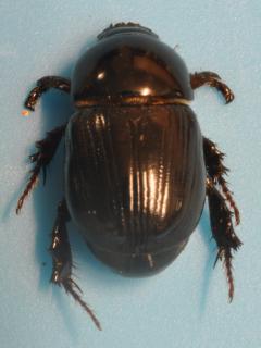 Male African black beetle adult - segments on the end of the front legs are thicker than those on other legs