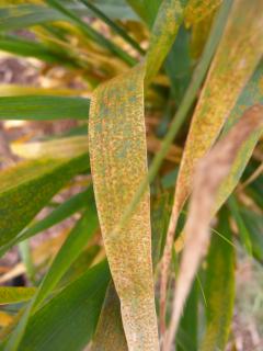 Rust pustules on barley leaves