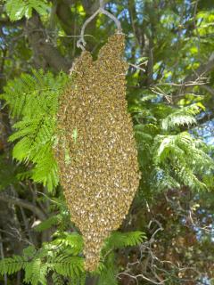 Large swarm of bees in a jacaranda tree.