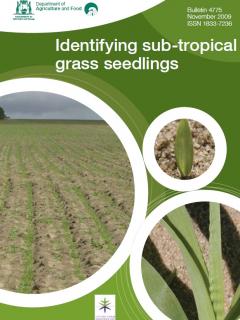 Front cover of Bulletin 4775 showing an established perennial grass paddock (Identifying sub-tropical grass seedlings)