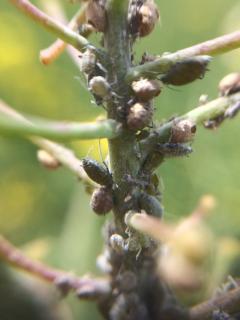 Live and parasitised cabbage aphids on canola