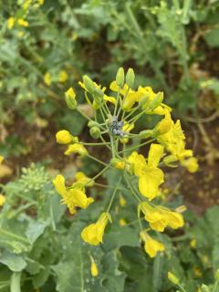 Cabbage aphids on canola.