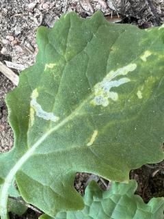 Visible tunnelling on an upper canola leaf surface caused by Cabbage leafminers