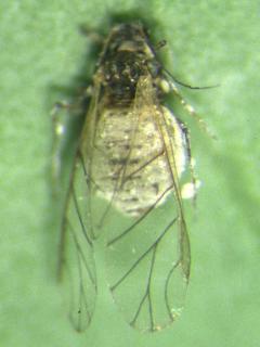 Aphid killed by fungal disease