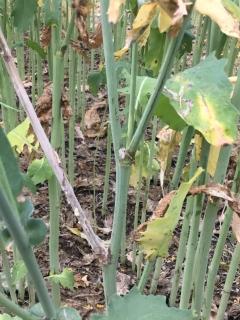 Canola with sclerotinia branch infection.