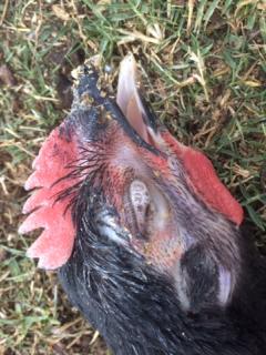 Chicken with ocular swelling and discharge