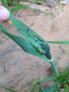 Corn aphids on a barley plant
