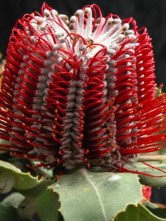 red and orange flowered banksias
