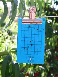Blue sticky traps can be used to attract and kill thrips