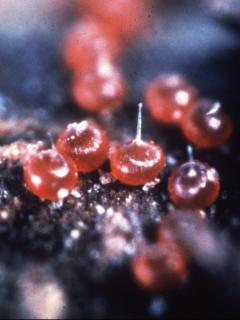 European red mite eggs, photo couresy Agriculture Victoria.
