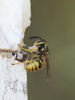 The European wasp is a scavenger, so if a wasp settles on pet food, fish or other meat products, it should be reported immediately to the Department of Agriculture and Food.