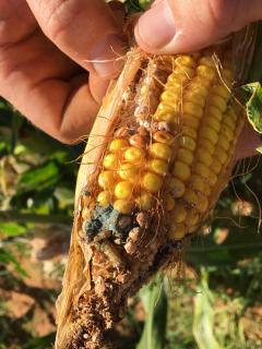 Damaged corn with larva visible
