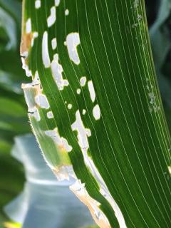 Damaged corn leaf