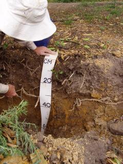 The fibrous effective root zone of a citrus tree can be seen in this soil pit in the top 30cm.
