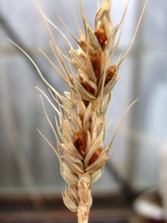 Common bunt in wheat showing glumes containing bunt balls