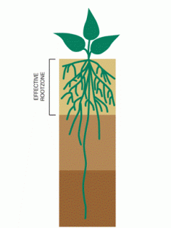 Fibrous roots which comprise the effective root zone may only extend a third as far as the deepest roots