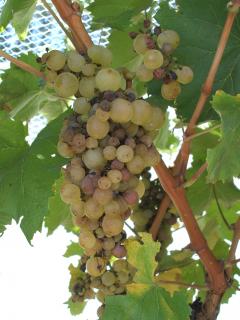 Furmint wine grapes