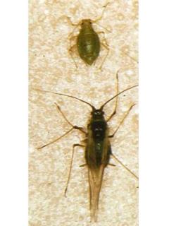 Wingless and winged aphid adults are brown