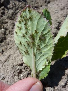 Green peach aphid infestation on brassica seedling - winged adults have quickly produced wingless nymphs