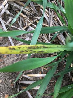 Maximus CL barley at Wittenoom Hills showing the leaf marks typical of the “Spartacus yellows” physiological leaf spotting.