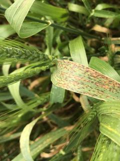 Fungal disease on a green wheat plant