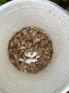 Native budworm moths captured by a pheromone trap at Beacon last week
