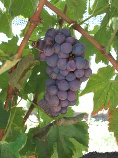 Kadarka wine grapes with botrytis infection