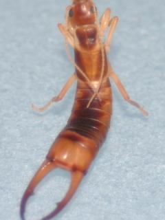 Common brown earwig (Labidura truncata)