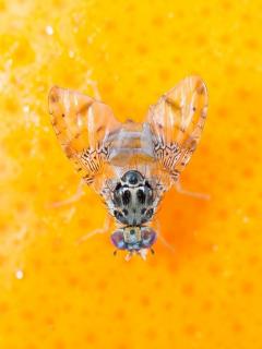 Mediterranean fruit fly