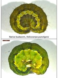 Native budworm caterpillars have black hairs and lesser budworm caterpillars have white hairs along the body. The colour of the bodies can vary and is not indicative.