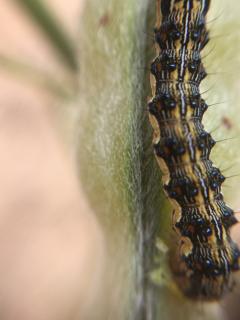 Native budworm caterpillar on a lupin pod.