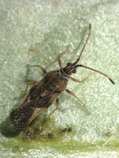 Olive lace bug adults are plae brown, about 3 mm long with lace like markings on the wing covers