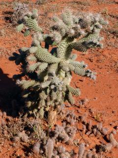 Photo caption: Opuntioid cacti stem segments, visible on the ground, can spread easily by attaching to vehicles, animals and people and rooting to form new plants.