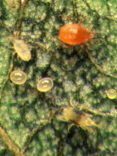 From top left  clockwise predatory mites Metaseiulus occidentalis and Phytoseiulus persimilis, two-spotted mite egg, two-spotted mite adult and eggs of predatory mites.