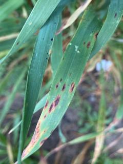 Hay growers are encouraged to check their crops for signs of Septoria avenae blotch, with the wet conditions providing the perfect environment for the disease to flourish.
