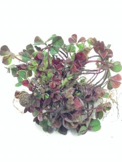 Sub-clover with red leaves