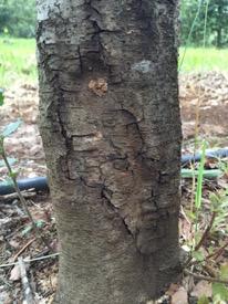 Trunk swelling and cracking in oak trees as a result of pathogenic fungi