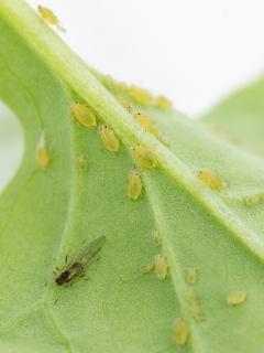 A winged and several non-winged green peach aphids on canola.