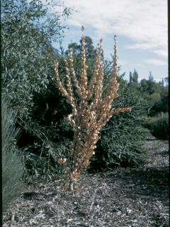 Dying leucadendron later confirmed to be infected with Phytophthora cinnamomi