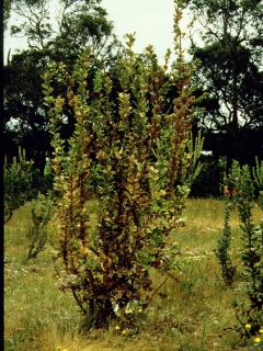 Banksia coccinea infected with Phytophthora cinnamomi