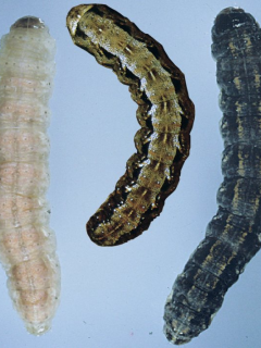 The 3 species of cutworm caterpillars.