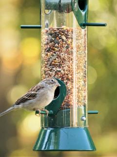 House sparrow on bird feeder