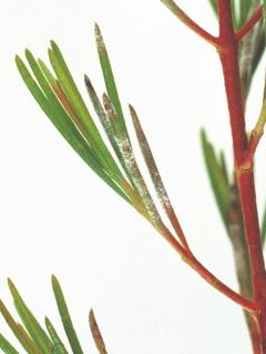 Close-up of powdery mildew on waxflower