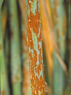 Rust pustules on an oat stem.
