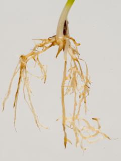 A wheat plant with roots infected with rhizoctonia