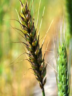 Septoria nodorum blotch infected a wheat head is known as glume blotch