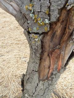 European earwigs sheltering under bark of trees bordering a cropping paddock