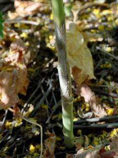 Sclerotinia stem rot infection on canola stem in the Strawberry trial in 2014