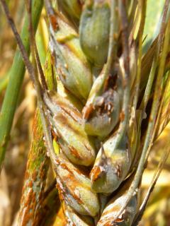 Orange stem rust pustules infecting a wheat head